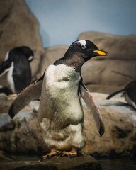 Sticker - Beautiful shot of Humboldt penguins