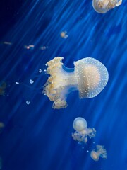 Poster - Closeup shot of jellyfishes swimming underwater, illuminated with light on blue background