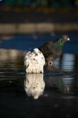 Canvas Print - View of pigeons perching on water