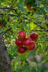 Sticker - Vertical shot of the ripe apples on the tree