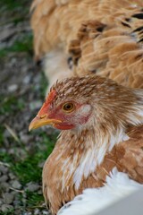 Canvas Print - Vertical shot of the hens in the farm