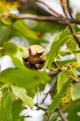 Sticker - Vertical shot of a common walnut fruit on the tree