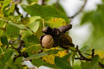 Sticker - Closeup of a common walnut on the green tree branch