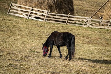 Sticker - Beautiful brown horse grazing in a lush green field, surrounded by hay bales