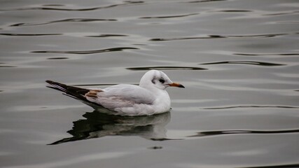 Poster - Small seagull sitting on tranquil water surface