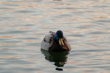 Sticker - a duck swimming on a lake next to a shoreline