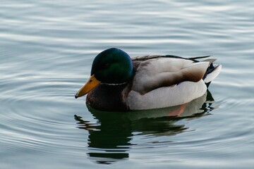 Wall Mural - a beautiful Mallard duck on the water