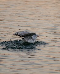 Wall Mural - A seagull on the water with its wings open