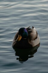 Sticker - a duck with colorful feathers floating in a body of water