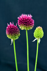 Canvas Print - Inflorescences of round-headed leek (Allium sphaerocephalon ) against a dark green background