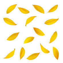 Sunflower Petals On A White Background. Background