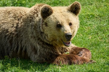 Poster - Brown bear in its natural habitat, a bear sanctuary in Arosa, Switzerland