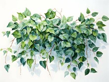 Green Ivy Leaves On White Background