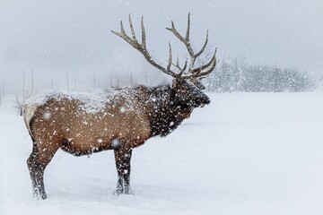 Sticker - Deer in a winter wonderland, surrounded by a blanket of pristine snow