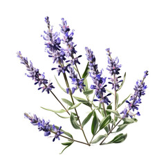 Canvas Print - Mealy sage flowers blooming on transparent backround, with clipping path.