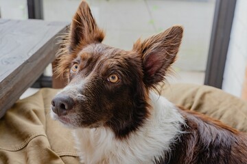 Poster - Closeup shot of a playful Border Collie with brown and white fur, looking into the camera