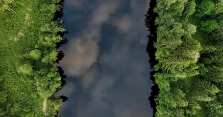 Wall Mural - Drone shot along river between green trees and plants with clouds reflection on water