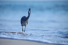 Grey Heron Walking On The Sandy Beach With Foamy Waves