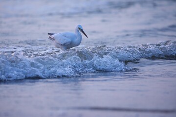 Wall Mural - White egret walking on the sandy beach with foamy waves