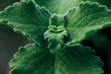 Poster - Macro shot of a lush, vibrant green plant with leaves growing in the garden