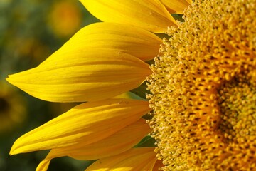 Poster - Vibrant yellow sunflower in a field, its petals illuminated by the sun