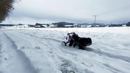 Poster - Black dog Tibet Terrier runs through the snow ground in a wheelchair for dogs