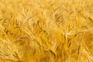 ear of wheat close-up. Wheat field. Harvest period.