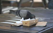 Pigeon Pecks Food From A Cardboard Box On A Wooden Table