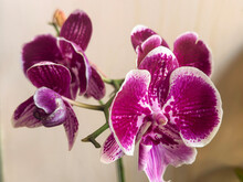 White And Red Orchid Flowers That Bloom Exquisitely And Are Highly Exotic