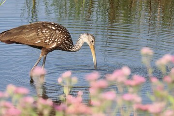 Sticker - Limpkin Wading near Pink Blossoms Circle B Bar Reserve Lakeland FL