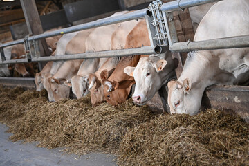 Canvas Print - agriculture ferme betail vache veau taureau lait boeuf elevage bio Wallonie Belgique