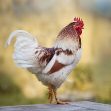 Warm Portrait Of White Rooster Isolated On Blurred Background
