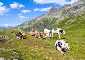 Swiss cows on a pasture at the top of the Splugenpass - Passo Spluga mountain pass between Italy and Switzerland