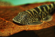 Tiger Butterfly Loach (Gastromyzon Sp.) From Borneo