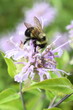 Bombus affinis, Rusty patched bumble bee, on bee balm, Monarda fistulosa