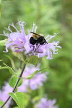 Bombus Affinis, Rusty Patched Bumble Bee, On Bee Balm, Monarda Fistulosa