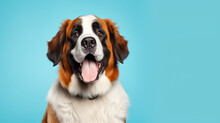 A Delighted Saint Bernard On An Azure Background