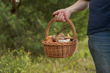 Hand Of A Mushroom Hunter With A Basket Of Various Mushrooms On A Green Background Of Pine Trees And Forest Grass.
