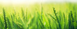 green wheat sprouts top blurred background panorama eco banner.