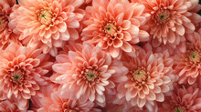 Beautiful Dahlia Flower Heads Arranged For A Textured Background. Peach, Pink, Salmon, Colored Flowers, Generative Ai