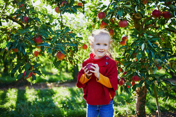 Wall Mural - Adorable preschooler girl picking red and yellow ripe organic apples