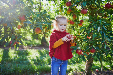 Wall Mural - Adorable preschooler girl picking red and yellow ripe organic apples