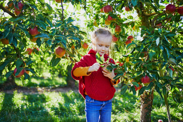 Wall Mural - Adorable preschooler girl picking red and yellow ripe organic apples