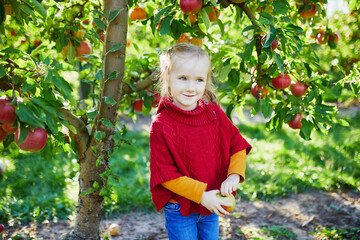 Wall Mural - Adorable preschooler girl picking red and yellow ripe organic apples