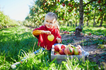 Wall Mural - Adorable preschooler girl picking red and yellow ripe organic apples