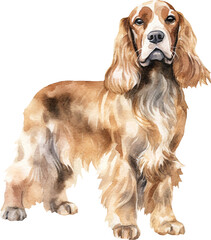 Poster - English cocker spaniel dog watercolour illustration created with Generative AI technology