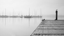 Dock On The Lake With Sailboats In The Background, Misty And Calm Morning In A Harbor With Reflections Of Sailboats On Still Water, Birds Resting On A Dock.