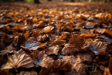 Wall Mural - autumn leaves on the ground, fallen pile of maple leaves and dry leaves, banner, closeup, with space for copy