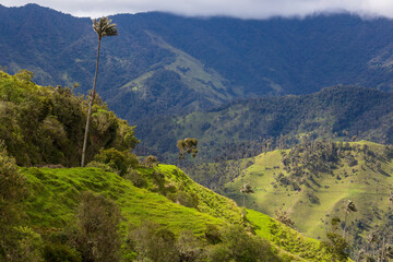 Poster - Cocora