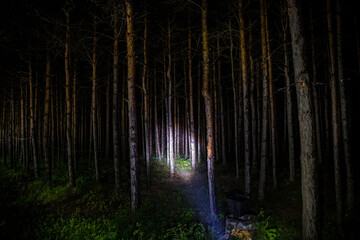 Wall Mural - Beautiful night landscape shot in scary forest. Magical lights sparkling in mysterious pine forest at night.